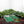 Backyard Pong Golf by Sharper Image