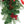 Mixed Cedar and Pine Christmas Chair Back Swags (Set of 2)