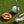 Golf Green Leveling Reader