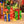 6iqwbxlro1pZ7P75OY4x1J