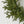 24'' Pine Christmas Wreath