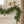6' Palmetto Pine Garland