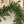 6' Palmetto Pine Garland