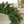 24'' Palmetto Pine Garland