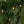 24'' Palmetto Pine Garland