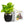 Interactive 4'' Smart Plant Pot with Speaker