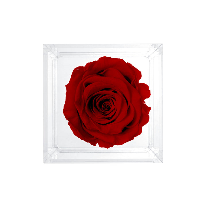 Single Stem Preserved Rose