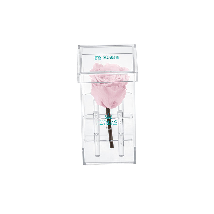Single Stem Preserved Rose
