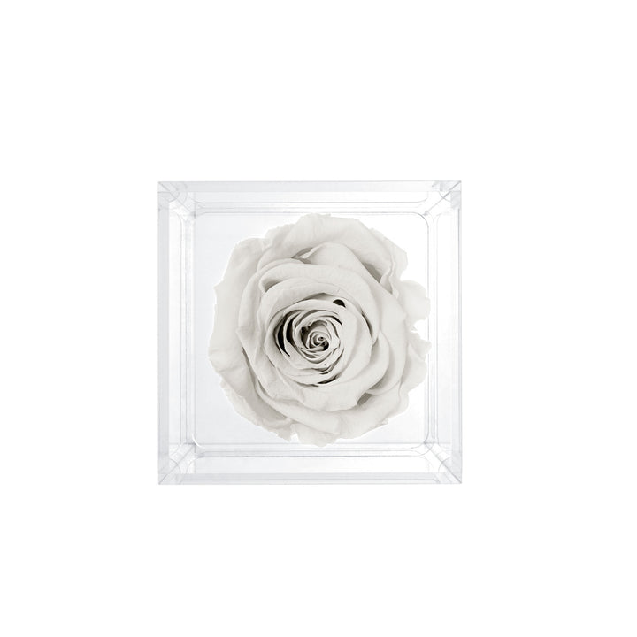 Single Stem Preserved Rose