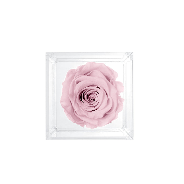 Single Stem Preserved Rose