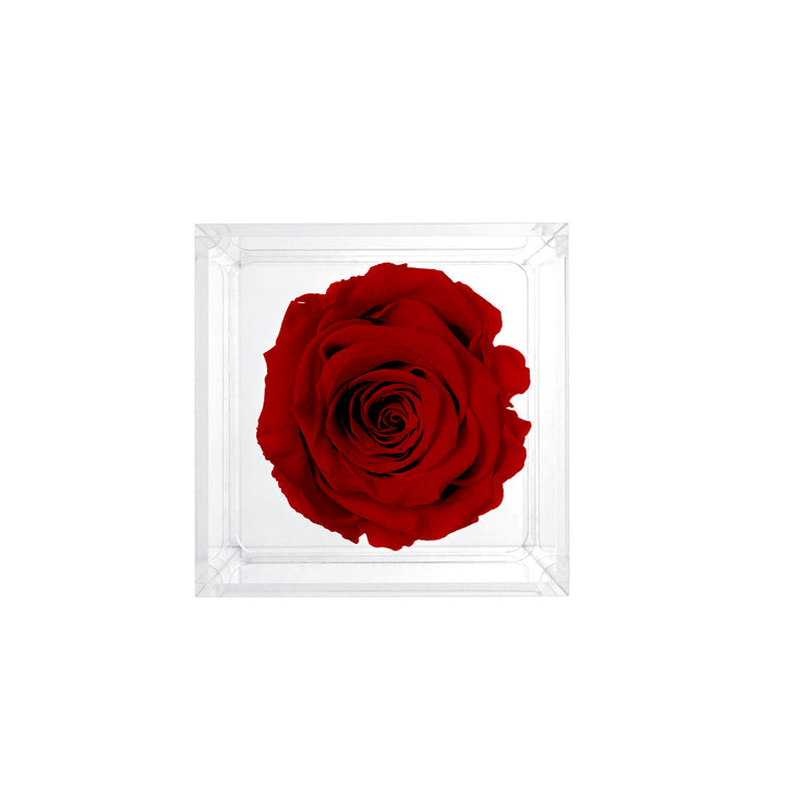 Single Stem Preserved Rose