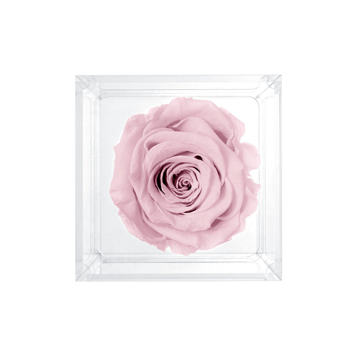 Single Stem Preserved Rose