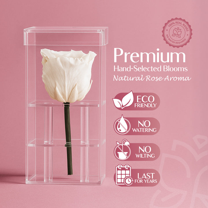 Single Stem Preserved Rose