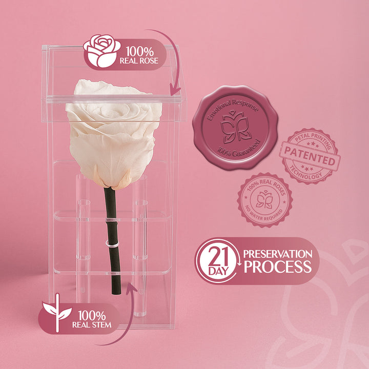 Single Stem Preserved Rose