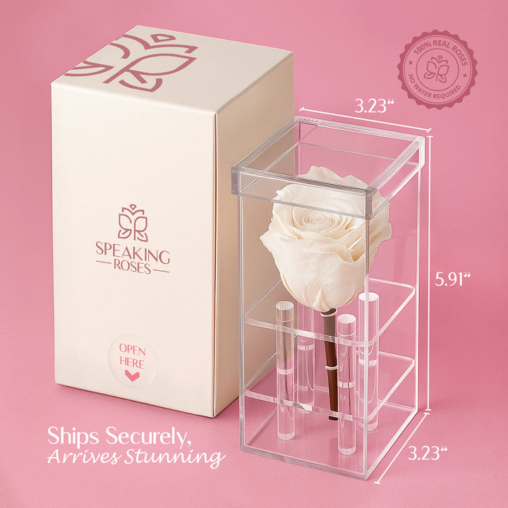 Single Stem Preserved Rose