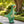 Oversized Inflatable RC Dino