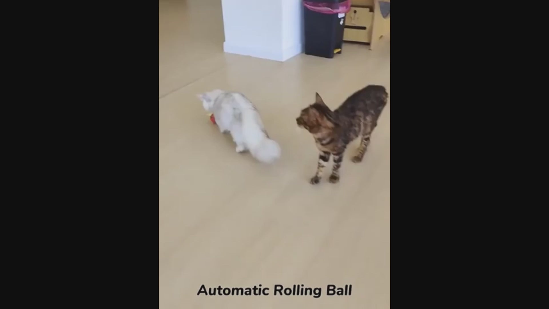 Self-Propelled Cat Enrichment Ball