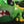 RC Crazy Crocodile